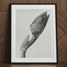 Aristolochia Clematitis (birthwort) - Karl Blossfeldt Art Print 24’’x32’’ / Unframed Posters Prints & Visual Artwork