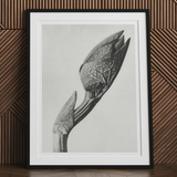 Aristolochia Clematitis (birthwort) - Karl Blossfeldt Art Print, Detailed Black White Botanical Illustration Flower Plant Stem