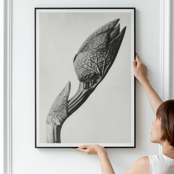 Aristolochia Clematitis (birthwort) - Karl Blossfeldt Art Print, Detailed Black White Photograph Flower Plant Stem