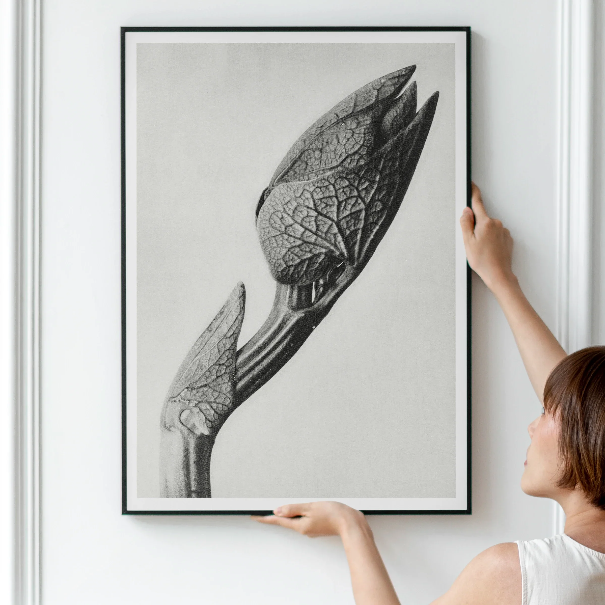 Aristolochia Clematitis (birthwort) - Karl Blossfeldt Art Print 30’’x40’’ Posters Prints & Visual Artwork