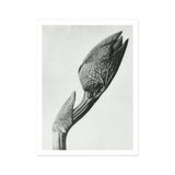 Aristolochia Clematitis (birthwort) - Karl Blossfeldt Art Print, Detailed Black White Photograph Unopened Flower Bud Visible