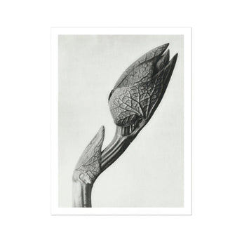 Aristolochia Clematitis (birthwort) - Karl Blossfeldt Art Print, Detailed Black White Photograph Unopened Flower Bud Visible