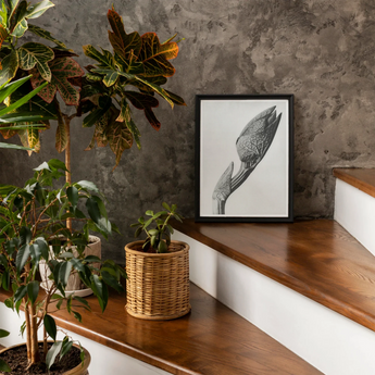 Aristolochia Clematitis (birthwort) - Karl Blossfeldt Art Print, Framed Black White Artwork Calla Lily Flower