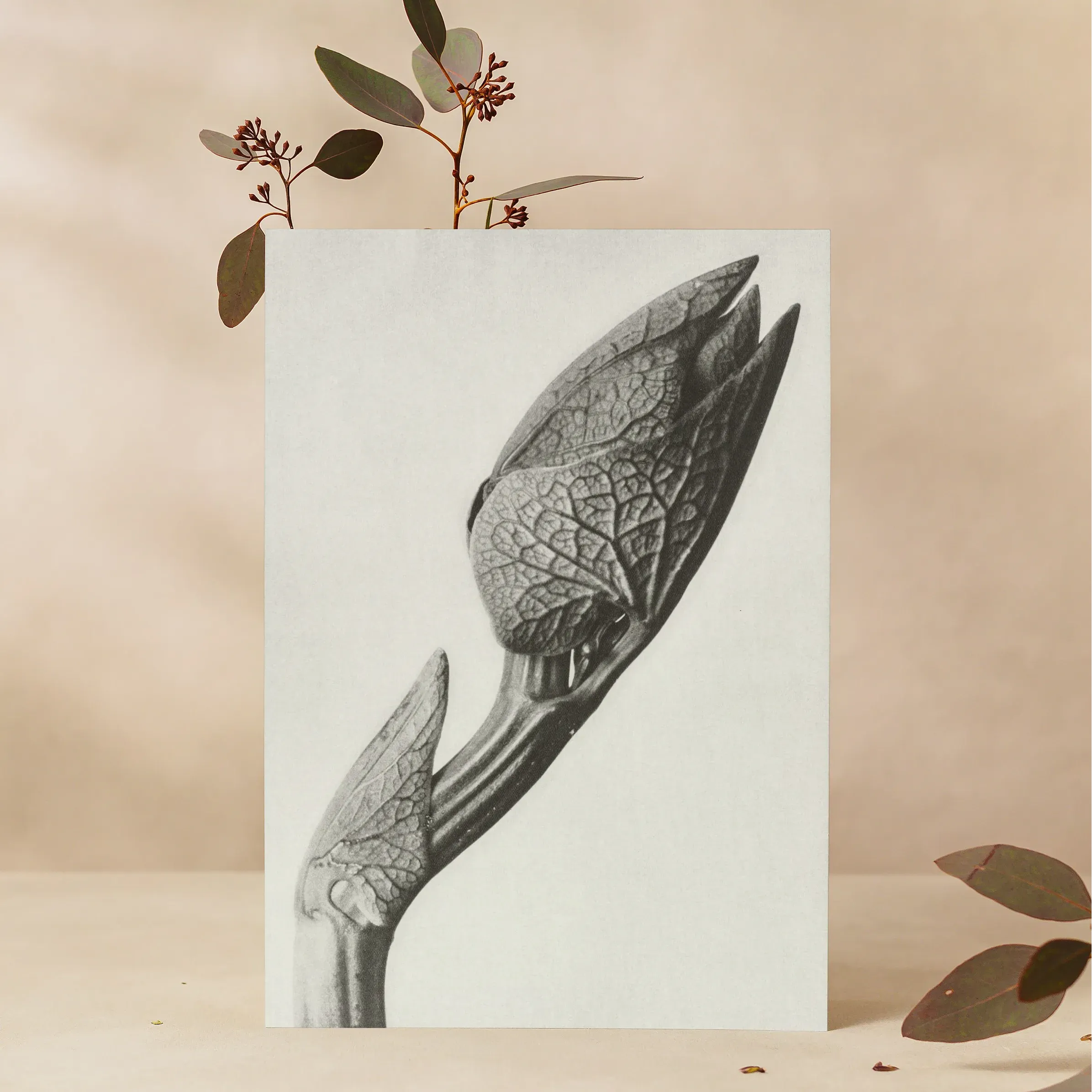 Aristolochia Clematitis (birthwort) By Karl Blossfeldt Greeting Card - A5 Portrait / 1 Card - Greeting & Note Cards