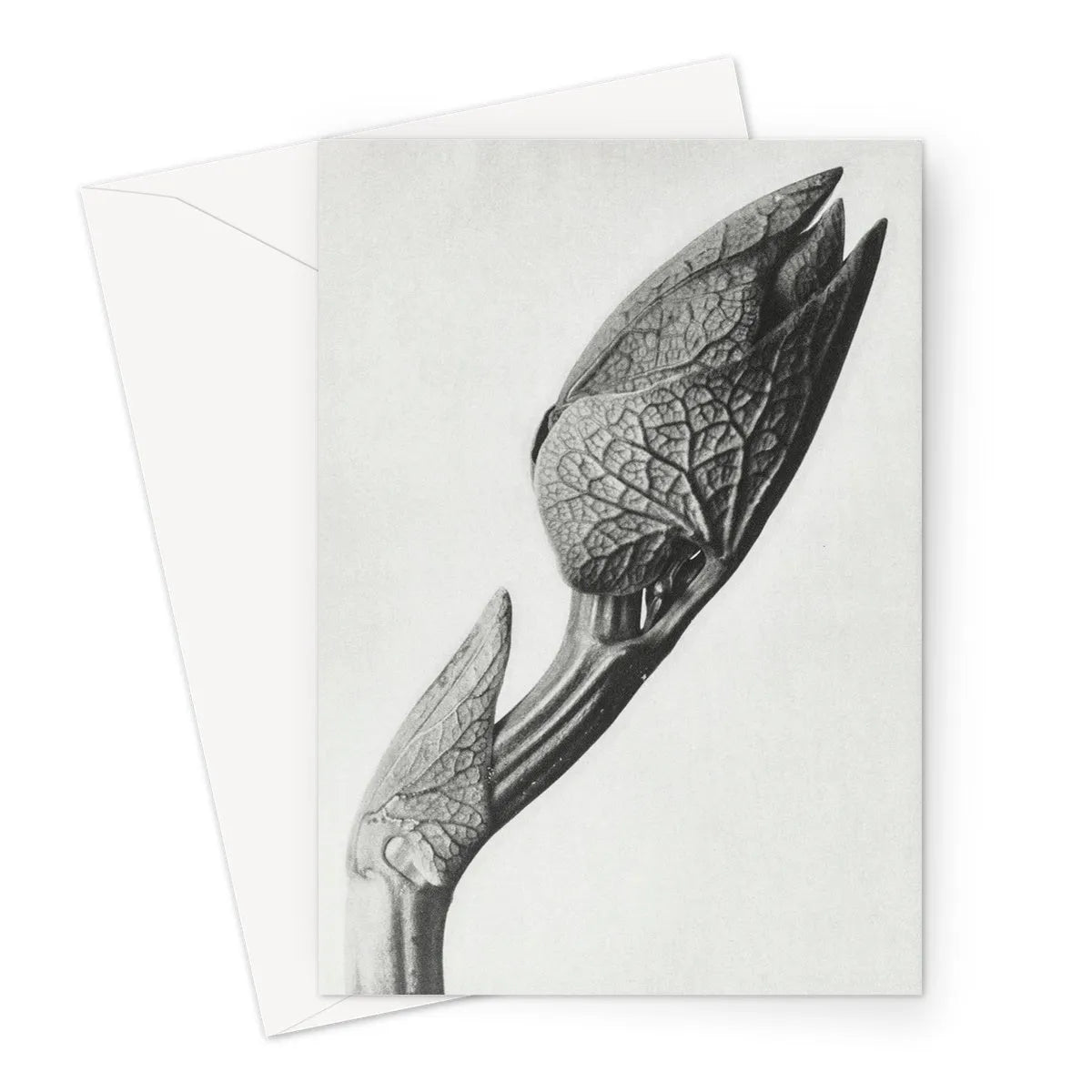 Aristolochia Clematitis (birthwort) By Karl Blossfeldt Greeting Card - Notebooks & Notepads - Aesthetic Art