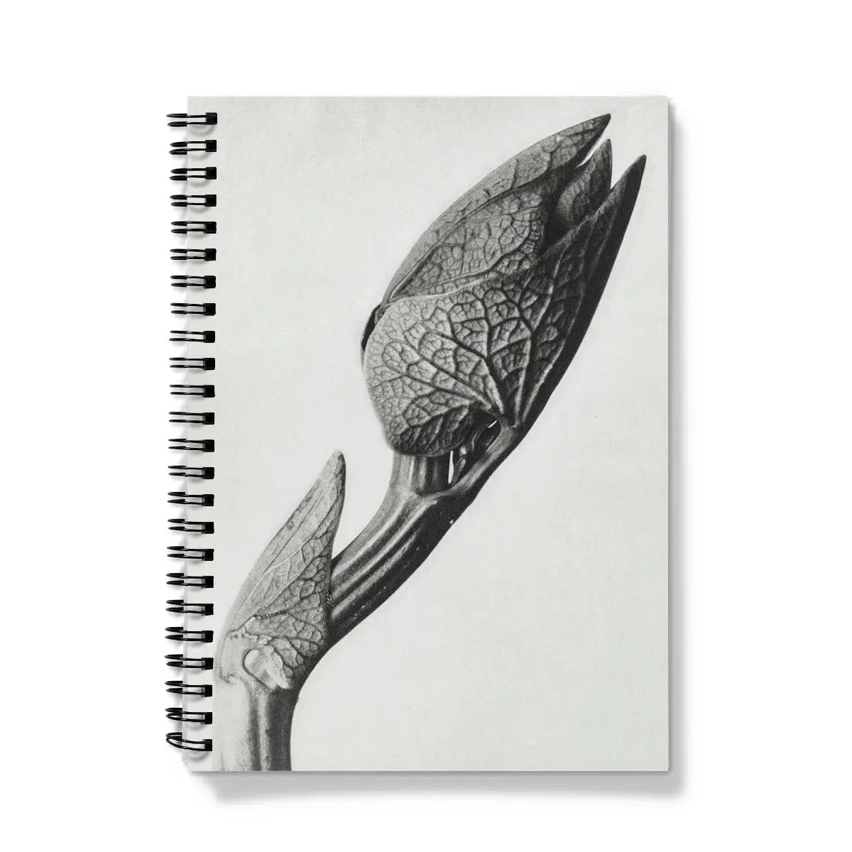 Aristolochia Clematitis (birthwort) - Karl Blossfeldt Notebook - A5 / Graph - Notebooks & Notepads - Aesthetic Art