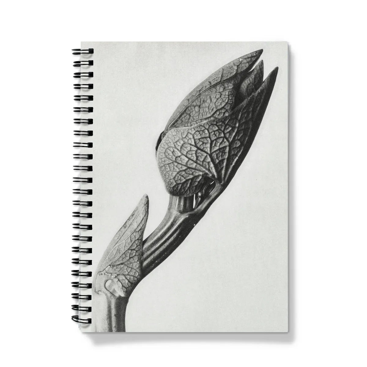 Aristolochia Clematitis (birthwort) By Karl Blossfeldt Notebook - A5 / Graph - Notebooks & Notepads - Aesthetic Art