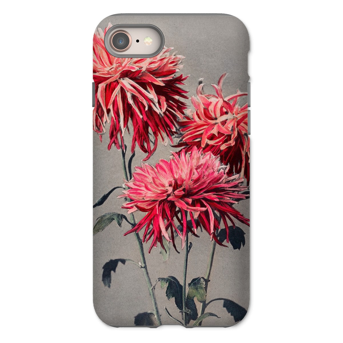 Asa–dsuma–bune Ogawa Kazumasa Floral Iphone Case, 8 / Matte, Floral Patterned Phone Case Vibrant Pink Chrysanthemums Gray Background