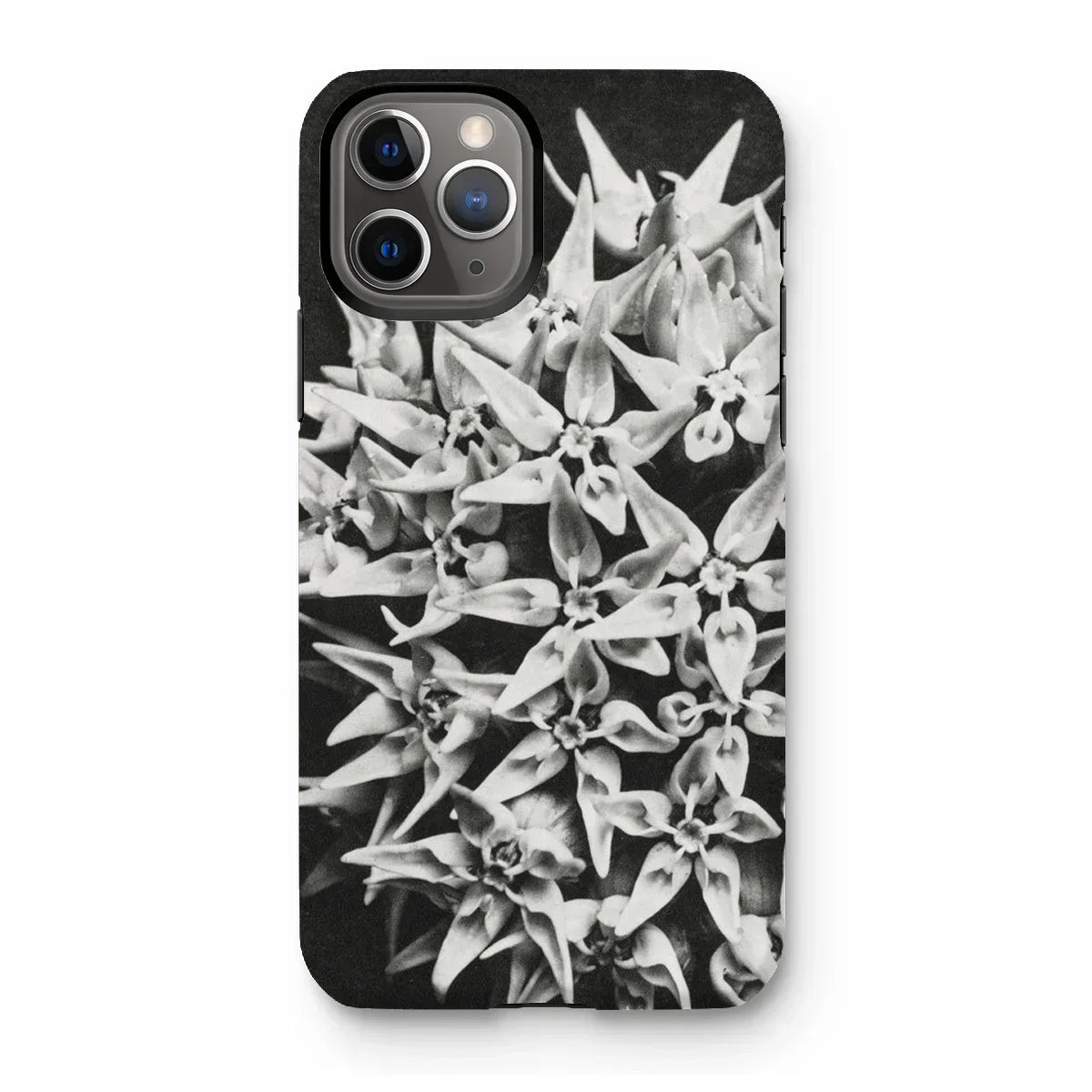 Asclepias Speciosa - Karl Blossfeldt Iphone Case, 11 Pro / Matte, Iphone Case Black White Floral Design Clustered Star-shaped