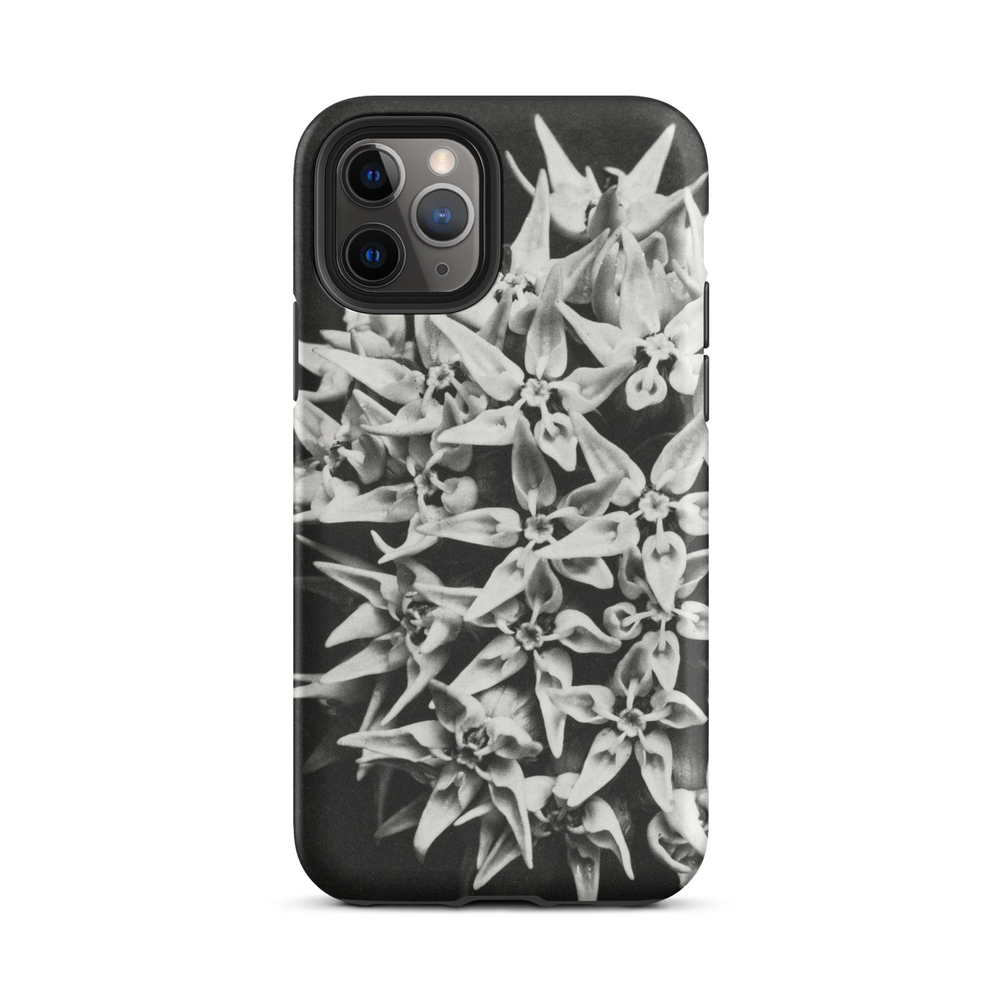 Asclepias Speciosa Karl Blossfeldt Iphone Case, 11 Pro / Matte, Floral Patterned Smartphone Case