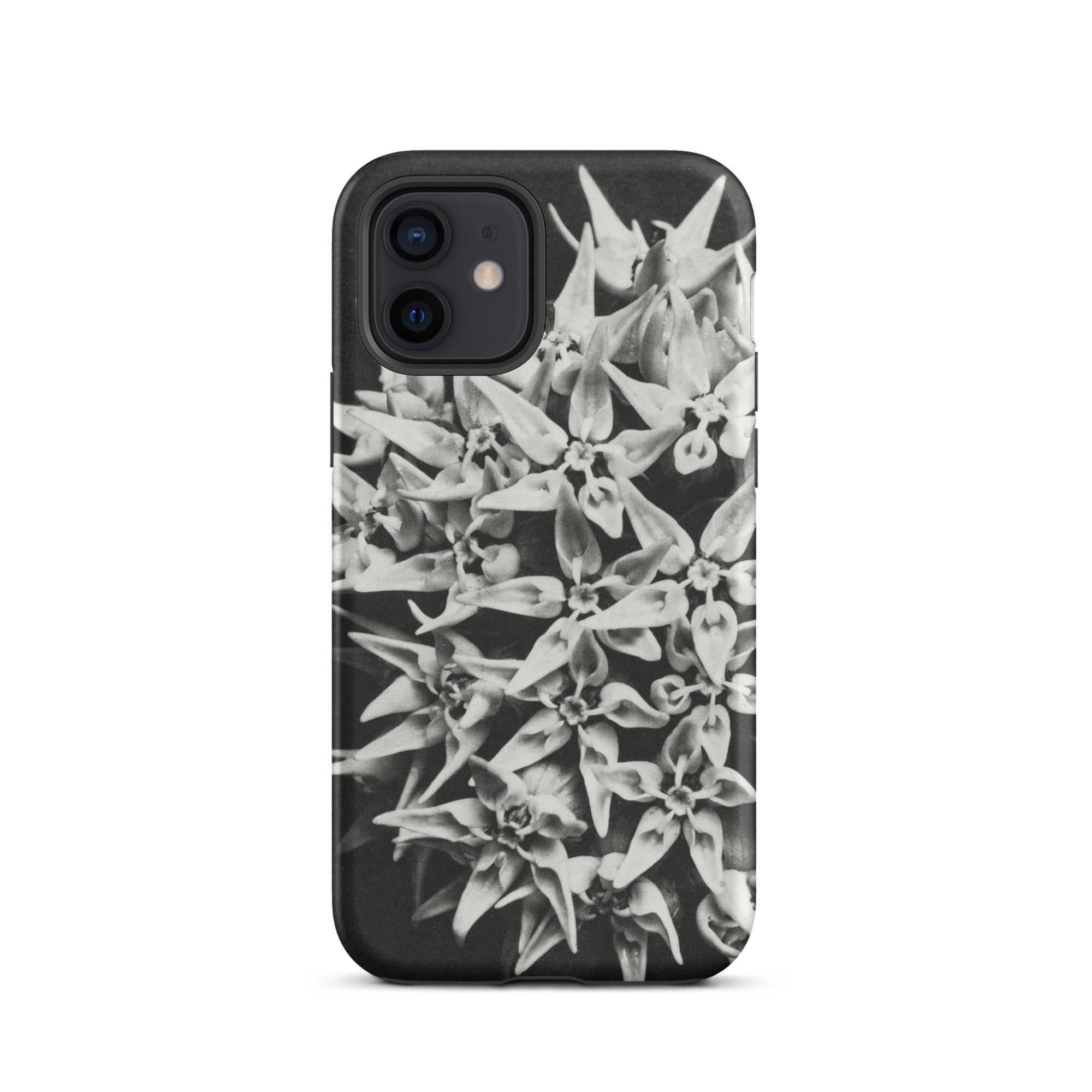 Asclepias Speciosa Karl Blossfeldt Iphone Case, 12 / Matte, Black Phone Case Floral Design