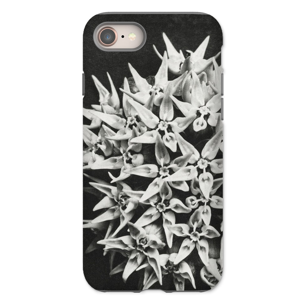 Asclepias Speciosa Karl Blossfeldt Iphone Case, 8 / Matte, Phone Case Black White Photograph Clustered Star Shaped Flowers