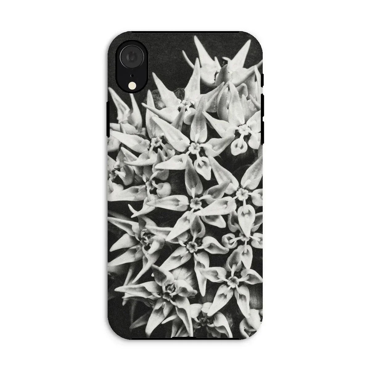 Asclepias Speciosa - Karl Blossfeldt Iphone Case - Xr / Matte