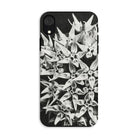 Asclepias Speciosa - Karl Blossfeldt Iphone Case - Xr / Matte