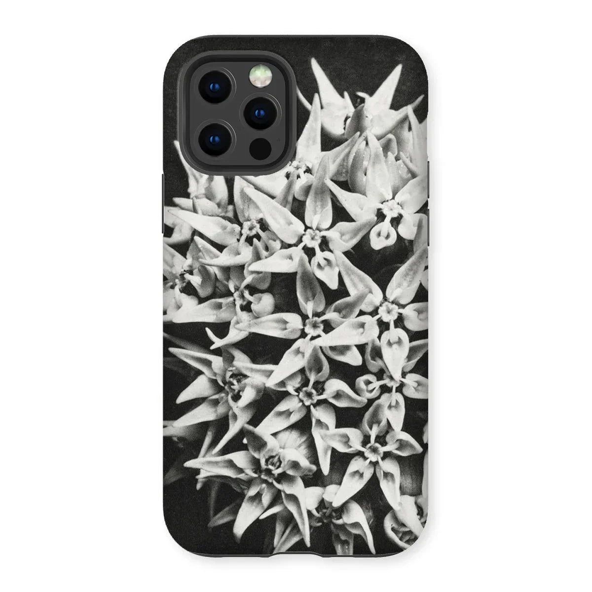 Asclepias Speciosa - Karl Blossfeldt Iphone Case - 12 Pro / Matte