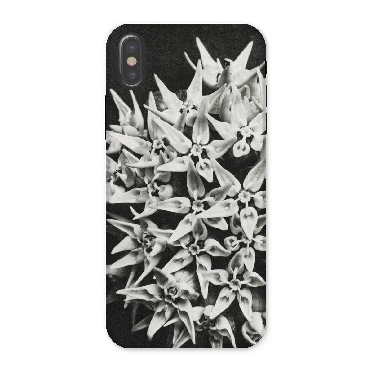 Asclepias Speciosa Karl Blossfeldt Iphone Case, x / Matte, Phone Case Black White Photograph Clustered Star Shaped Flowers