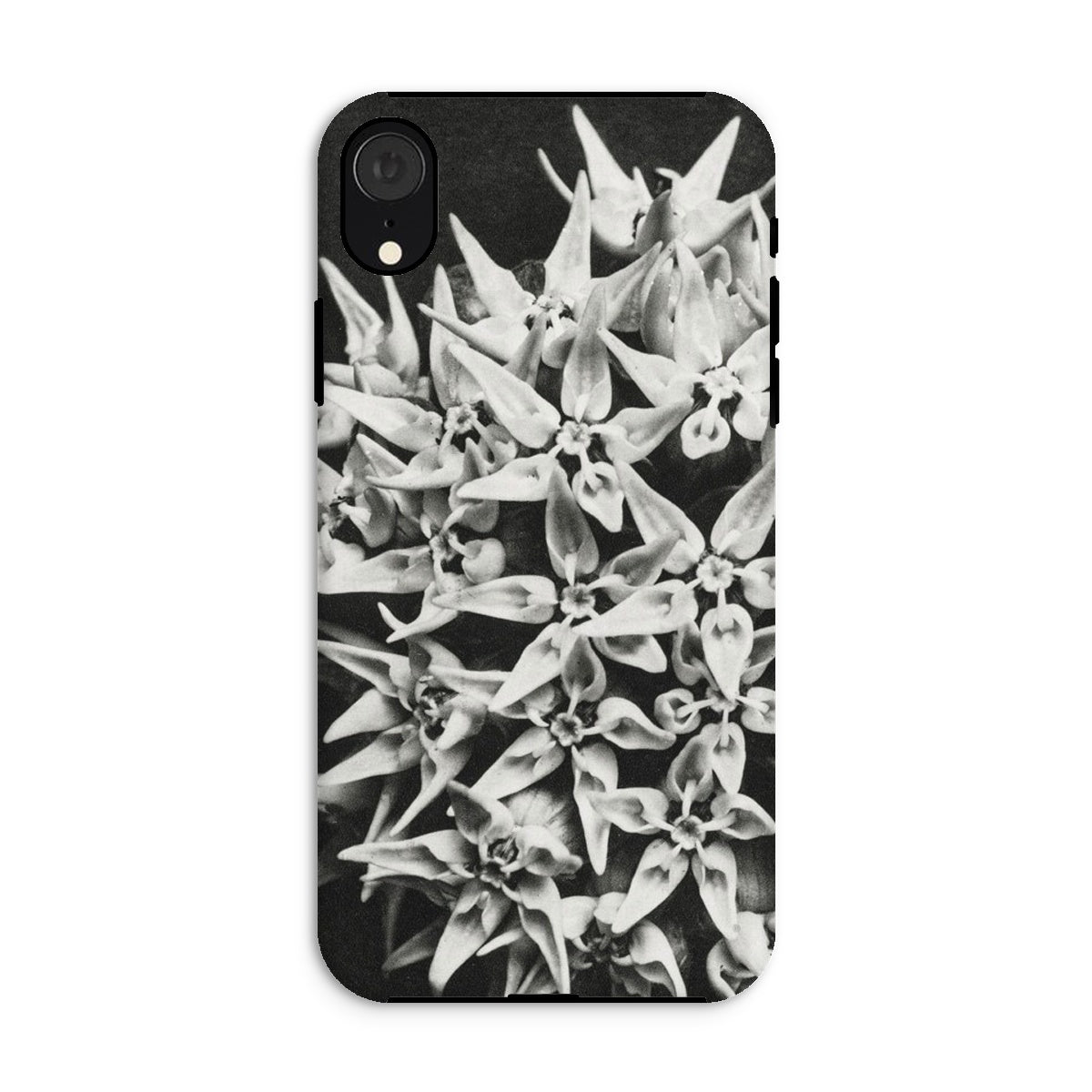 Asclepias Speciosa Karl Blossfeldt Iphone Case, Xr / Matte, Phone Case Black White Floral Design Star Shaped Blossoms