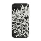 Asclepias Speciosa Karl Blossfeldt Iphone Case, Xr / Matte, Phone Case Black White Floral Design Star Shaped Blossoms