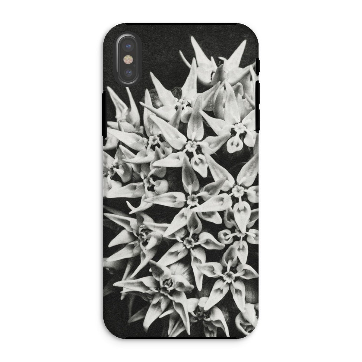 Asclepias Speciosa Karl Blossfeldt Iphone Case, Xs / Matte, Phone Case Black White Photograph Clustered Star Shaped Flowers