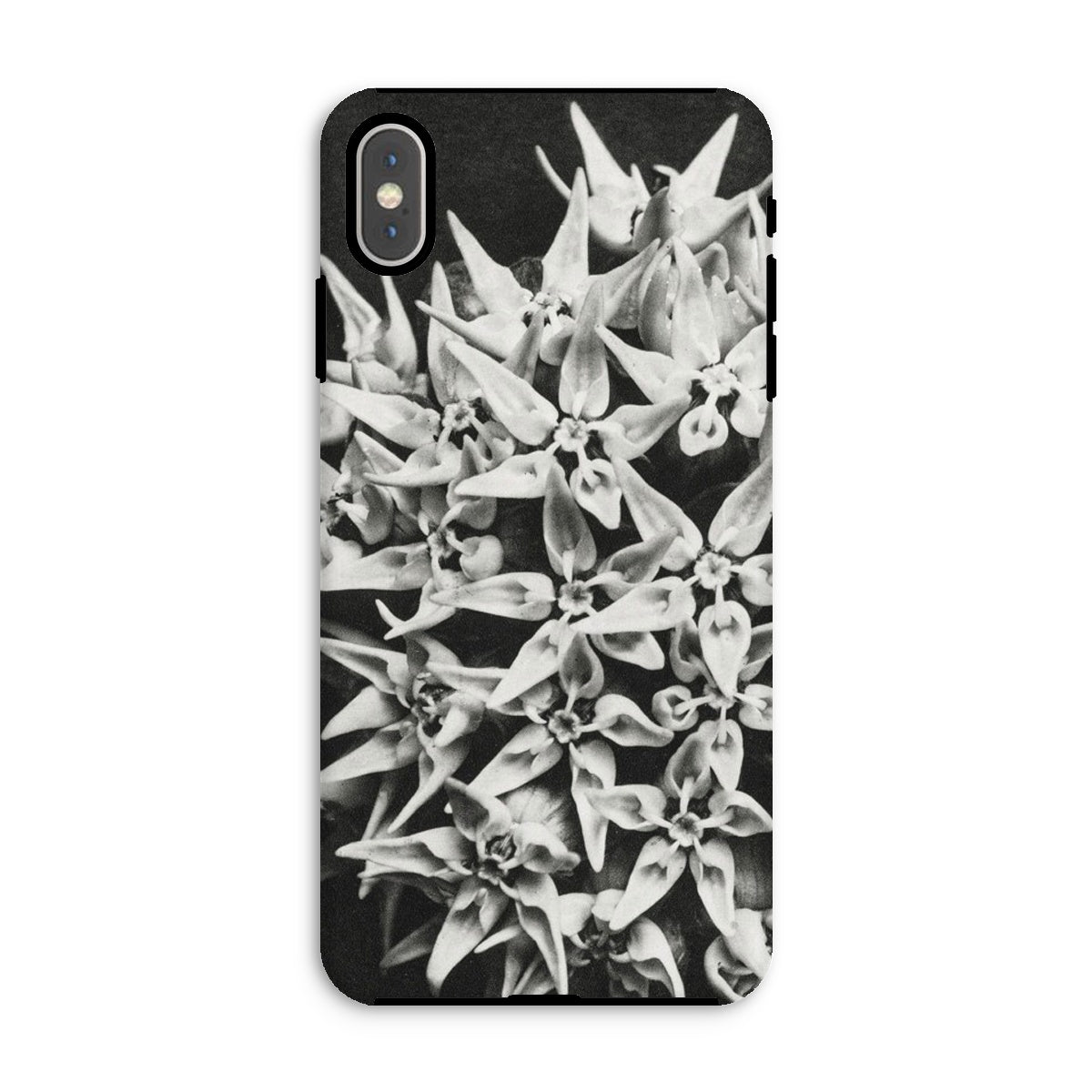 Asclepias Speciosa Karl Blossfeldt Iphone Case, Xs Max / Matte, Phone Case Black White Photograph Clustered Star Shaped Flowers