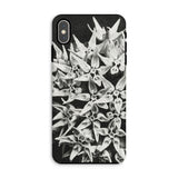 Asclepias Speciosa - Karl Blossfeldt Iphone Case, Xs Max / Matte, Phone Case Black White Photograph Clustered Star-shaped Flowers