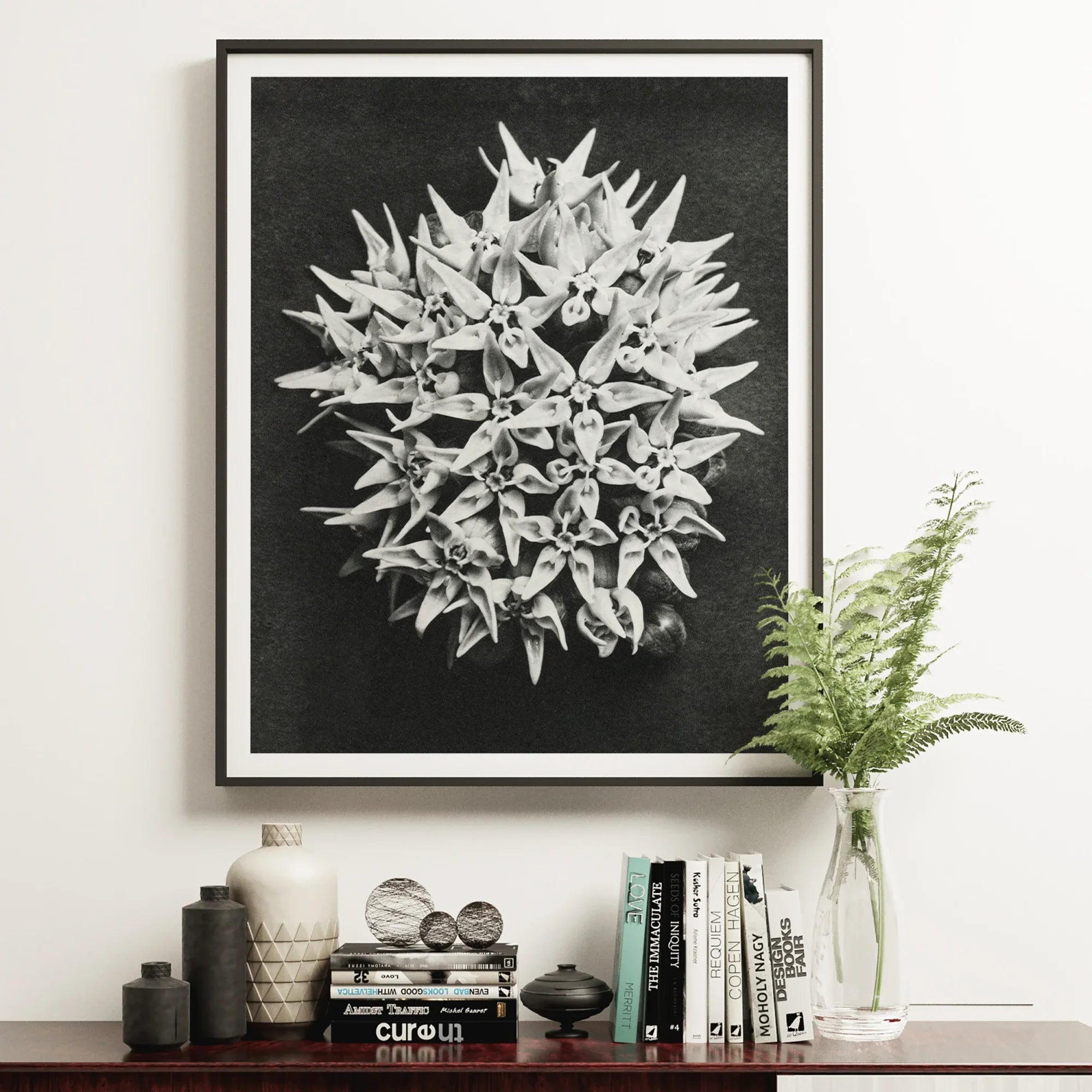 Asclepias Speciosa (showy Milkweed) - Karl Blossfeldt Art Print, 16x20’’ / 41x51cm / Unframed, Framed Black White Photograph Spiky