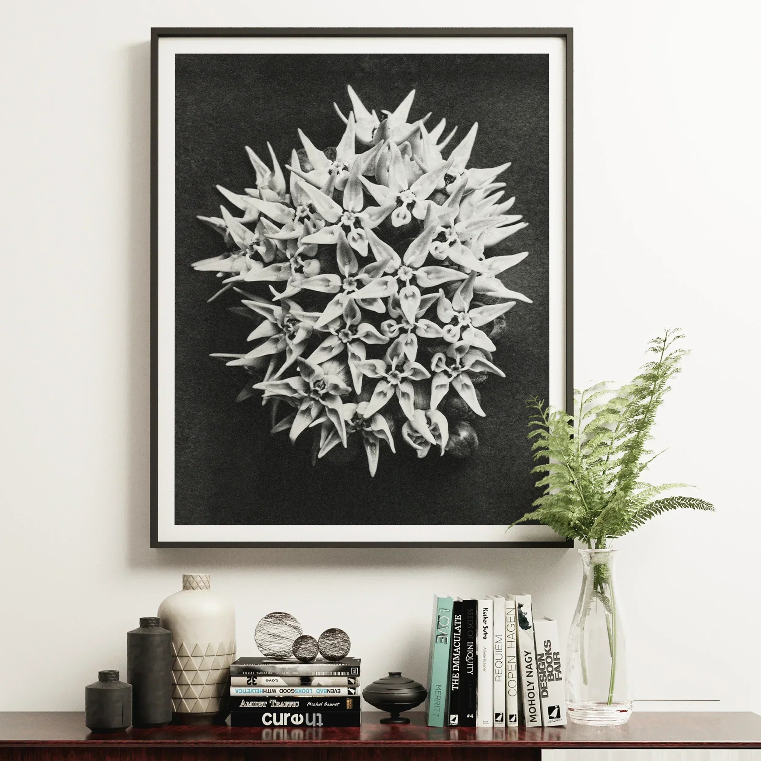 Asclepias Speciosa (showy Milkweed) Karl Blossfeldt Art Print, 16x20’’ / 41x51cm / Unframed, Framed Black White Photograph Spiky Spherical