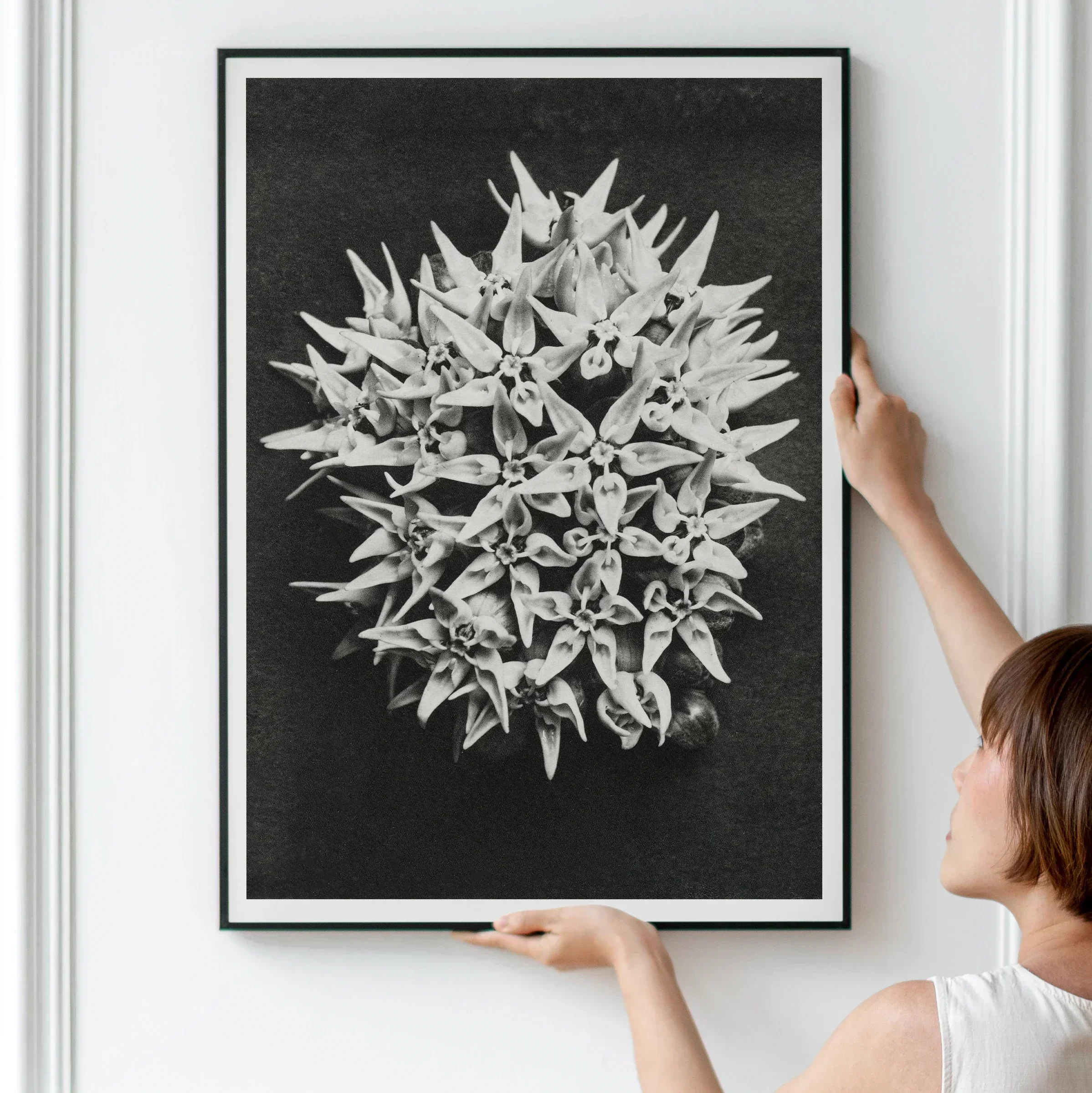 Asclepias Speciosa (showy Milkweed) - Karl Blossfeldt Art Print, 24’’x32’’ / Unframed, Framed Black White Photograph Spiky Spherical