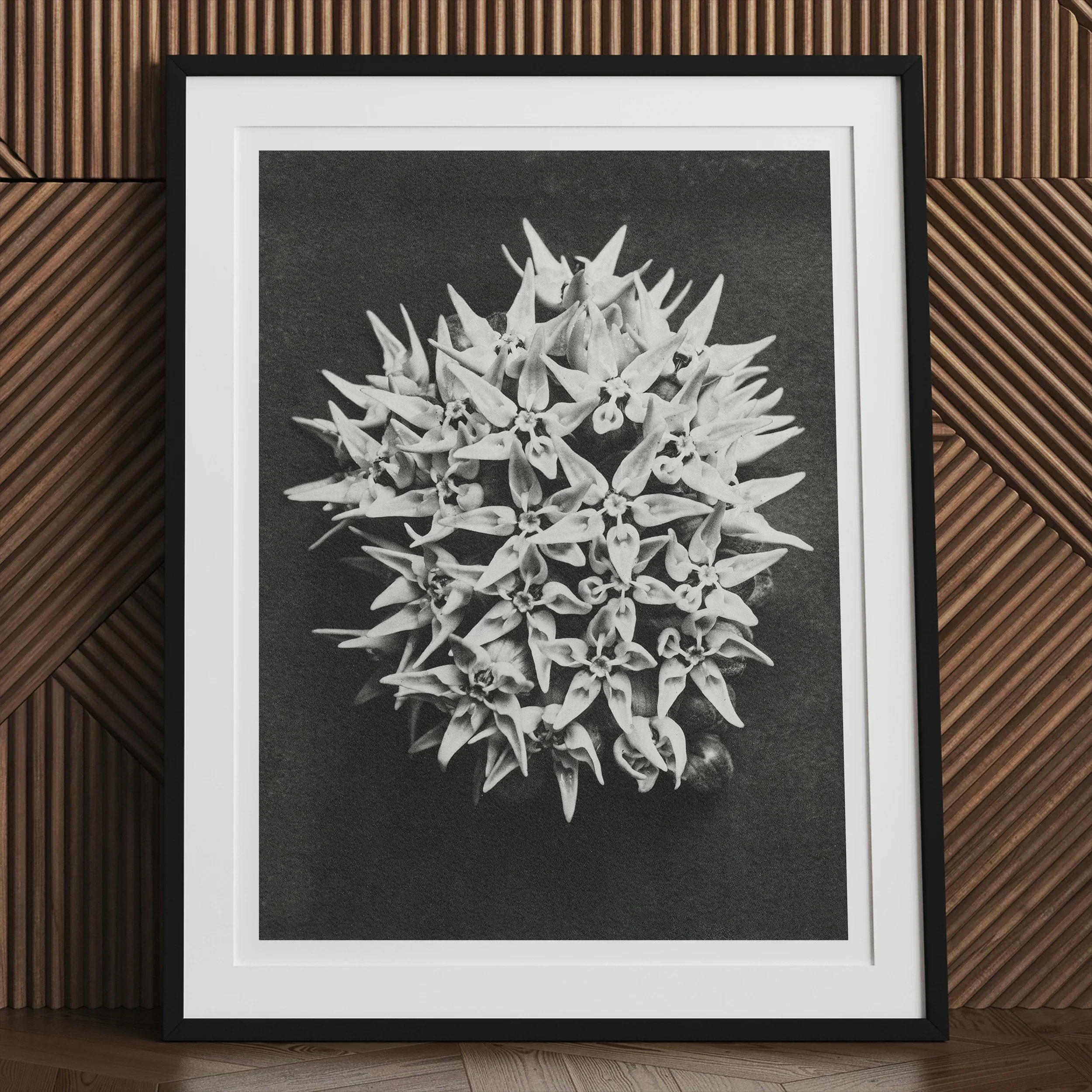 Asclepias Speciosa (showy Milkweed) Karl Blossfeldt Art Print, 30x40’’ / 76x101cm / Unframed, Framed Black White Photograph Spiky Star