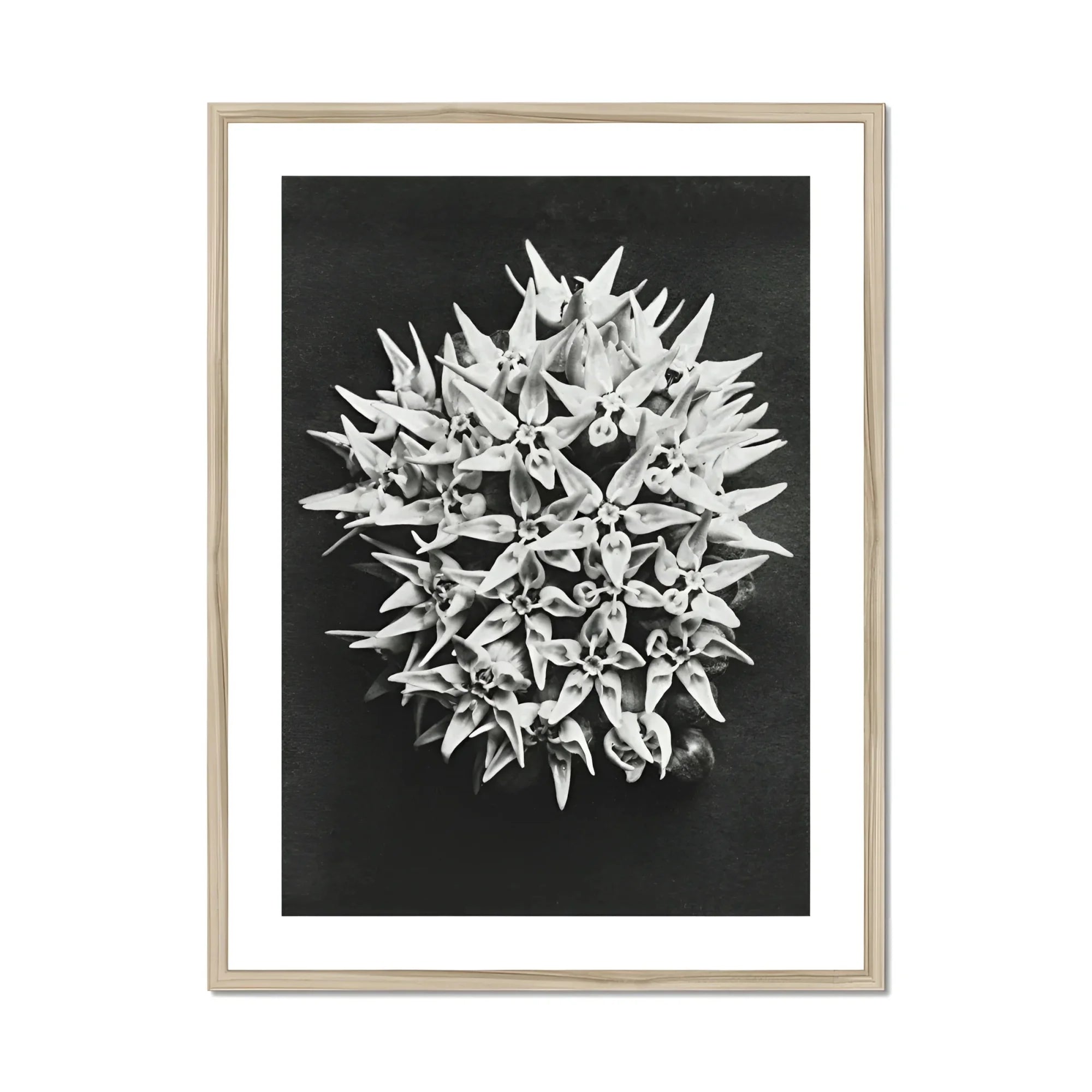 Asclepias Speciosa (showy Milkweed) - Karl Blossfeldt Art Print, Black White Photograph Spiky Spherical Flower Cluster