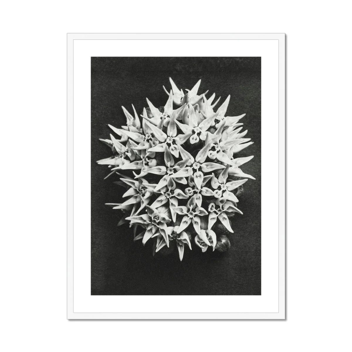 Asclepias Speciosa (showy Milkweed) - Karl Blossfeldt Art Print Posters Prints & Visual Artwork