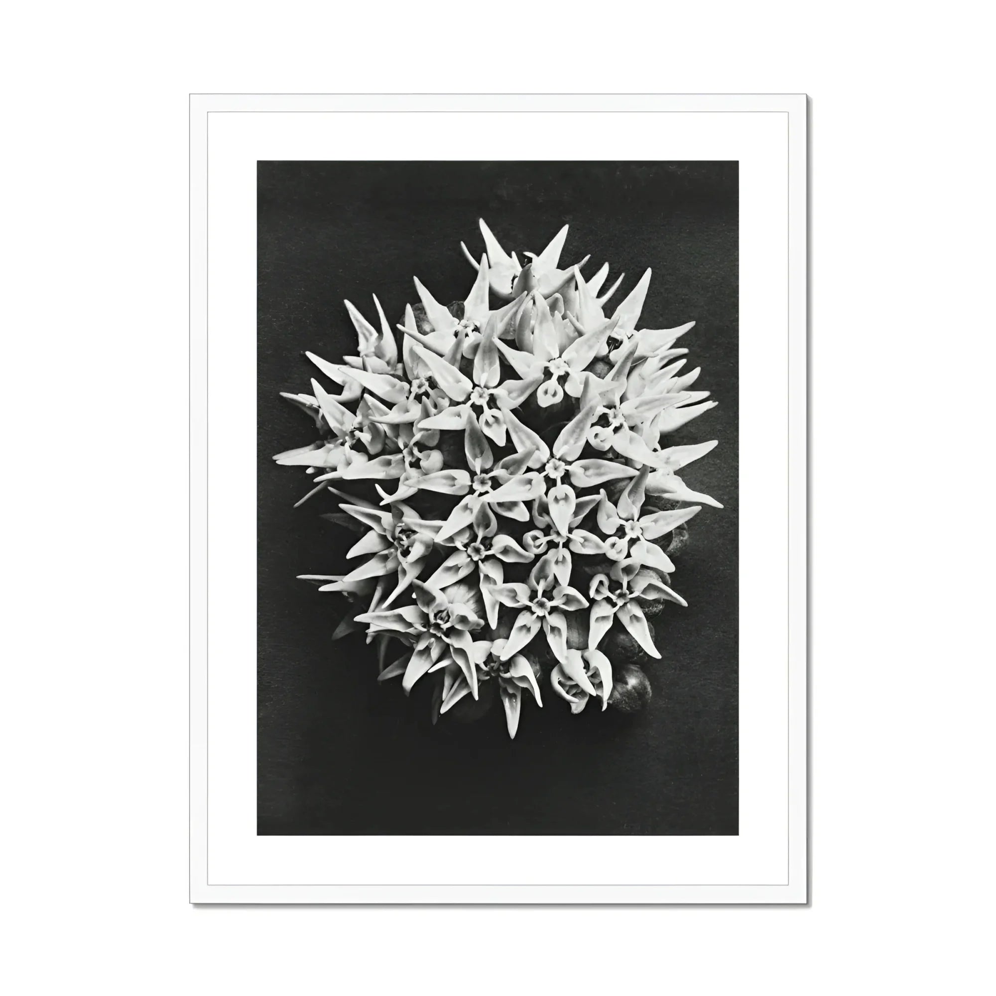 Asclepias Speciosa (showy Milkweed) - Karl Blossfeldt Art Print, Black White Photograph Spiky Spherical Flower Cluster