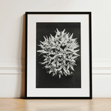 Asclepias Speciosa (showy Milkweed) - Karl Blossfeldt Art Print / Canvas, 12x16’’ / 31x41cm / Black Frame / Matboard, Posters Prints &