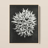 Asclepias Speciosa (showy Milkweed) - Karl Blossfeldt Art Print / Canvas, 12x16’’ / 31x41cm / Natural Frame, Posters Prints & Visual