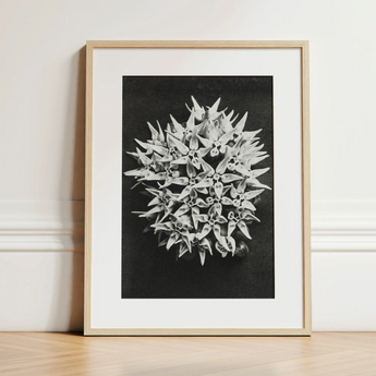 Asclepias Speciosa (showy Milkweed) - Karl Blossfeldt Art Print / Canvas, 12x16’’ / 31x41cm / Natural Frame / Matboard, Posters Prints &