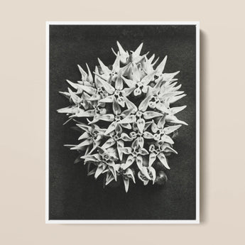 Asclepias Speciosa (showy Milkweed) - Karl Blossfeldt Art Print / Canvas, 12x16’’ / 31x41cm / White Frame, Posters Prints & Visual Artwork,