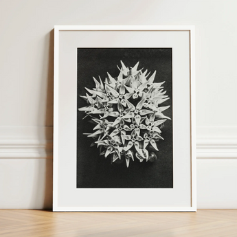 Asclepias Speciosa (showy Milkweed) - Karl Blossfeldt Art Print / Canvas, 12x16’’ / 31x41cm / White Frame / Matboard, Posters Prints &