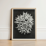 Black-and-white Framed Photograph Spherical Cluster Delicate Pointed Flowers Karl Blossfeldt Art, Asclepias Speciosa, Mesmerizing