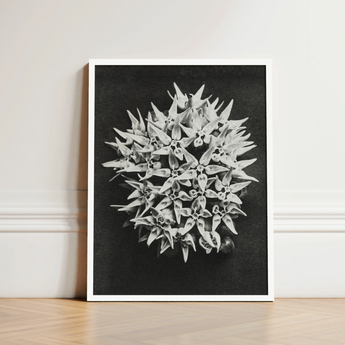Black-and-white Framed Photograph Dense Cluster Milkweed Flowers Captured Karl Blossfeldt Art, Asclepias Speciosa, Mesmerizing