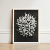 Black-and-white Framed Photograph Spherical Cluster Milkweed Flowers Encased Karl Blossfeldt Art, Asclepias Speciosa, Mesmerizing