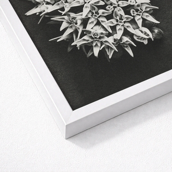 White Framed Black Floral Print Karl Blossfeldt Art, Asclepias Speciosa, Mesmerizing