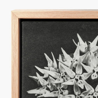 Black-and-white Canvas Print Delicate Spiky Flowers Light Wood Karl Blossfeldt Art, Asclepias Speciosa, Mesmerizing