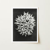 Asclepias Speciosa (showy Milkweed) - Karl Blossfeldt Art Print / Canvas Black-and-white Photographic Dense Cluster Star-shaped Flowers