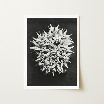 Asclepias Speciosa (showy Milkweed) - Karl Blossfeldt Art Print / Canvas Black-and-white Photographic Dense Cluster Star-shaped Flowers