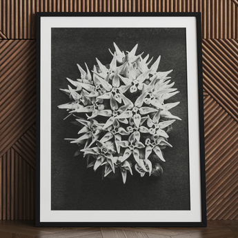 Asclepias Speciosa (showy Milkweed) - Karl Blossfeldt Art Print / Canvas Black-and-white Framed Photograph Dense Cluster Milkweed Flowers