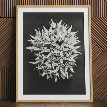 Asclepias Speciosa (showy Milkweed) - Karl Blossfeldt Art Print / Canvas Black-and-white Framed Photograph Dense Cluster Star-shaped