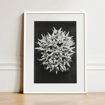 Asclepias Speciosa (showy Milkweed) - Karl Blossfeldt Art Print / Canvas Black-and-white Framed Photograph Spherical Cluster Delicate Spiky