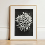 Asclepias Speciosa (showy Milkweed) - Karl Blossfeldt Art Print / Canvas Black-and-white Framed Photograph Spherical Cluster Star-shaped