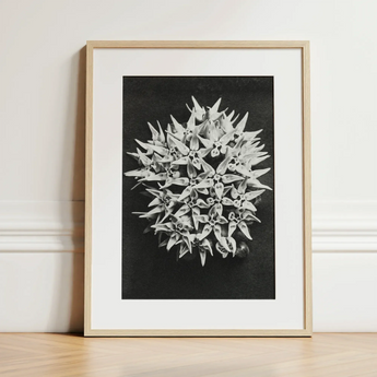 Asclepias Speciosa (showy Milkweed) - Karl Blossfeldt Art Print / Canvas Black-and-white Framed Photograph Spherical Cluster Star-shaped