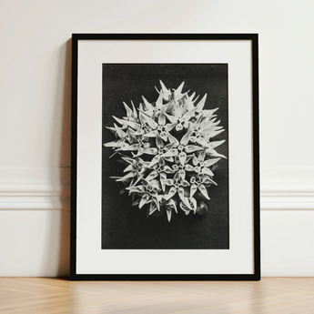 Asclepias Speciosa (showy Milkweed) - Karl Blossfeldt Art Print / Canvas Black-and-white Framed Photograph Spherical Cluster Star-shaped